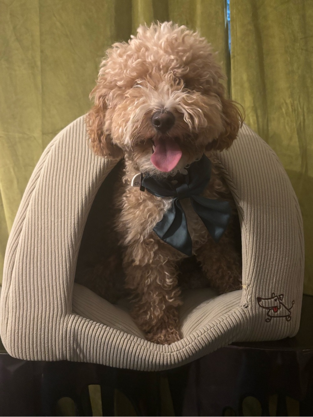 Cozy Pet Cave Bed : Used